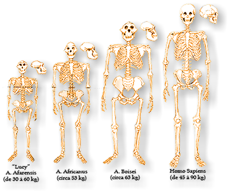 Squelette humain : définition, rôle, anatomie