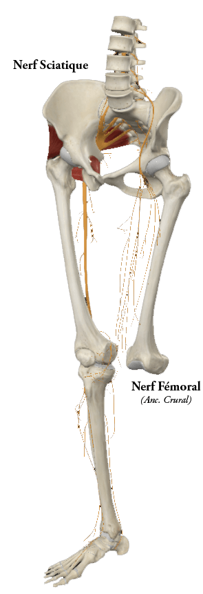Nerfs sciatique et crural
