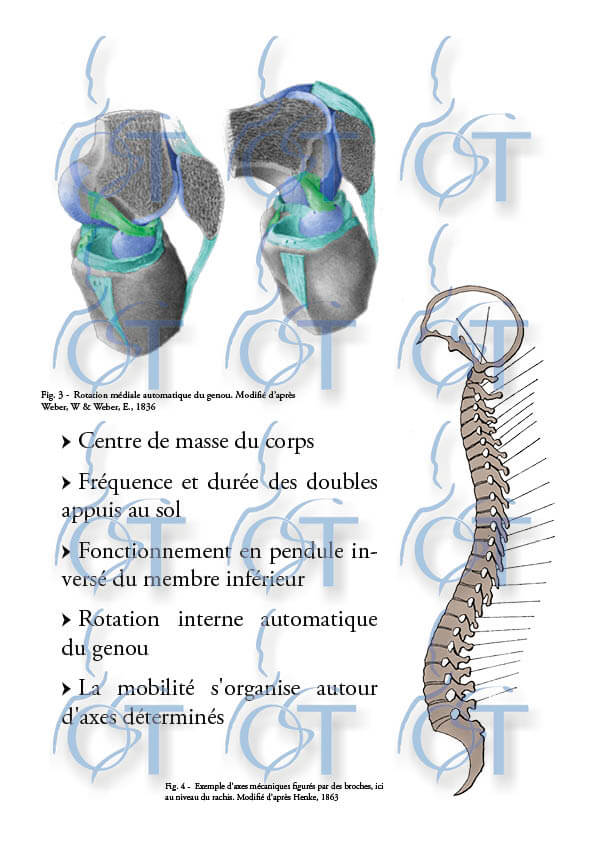 Histoire biomeca8