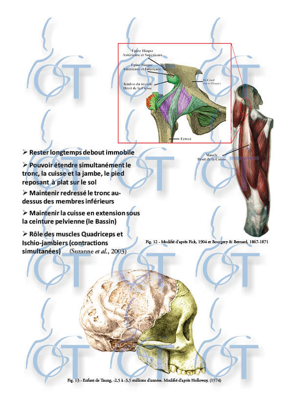 Homo Sapiens22