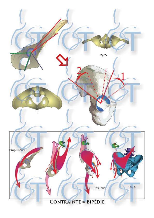 Le pelvis112