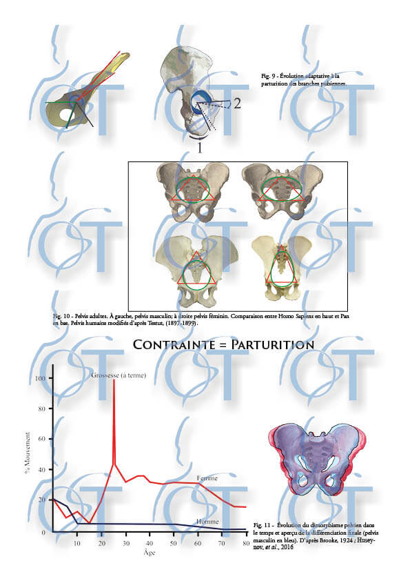 Le pelvis114