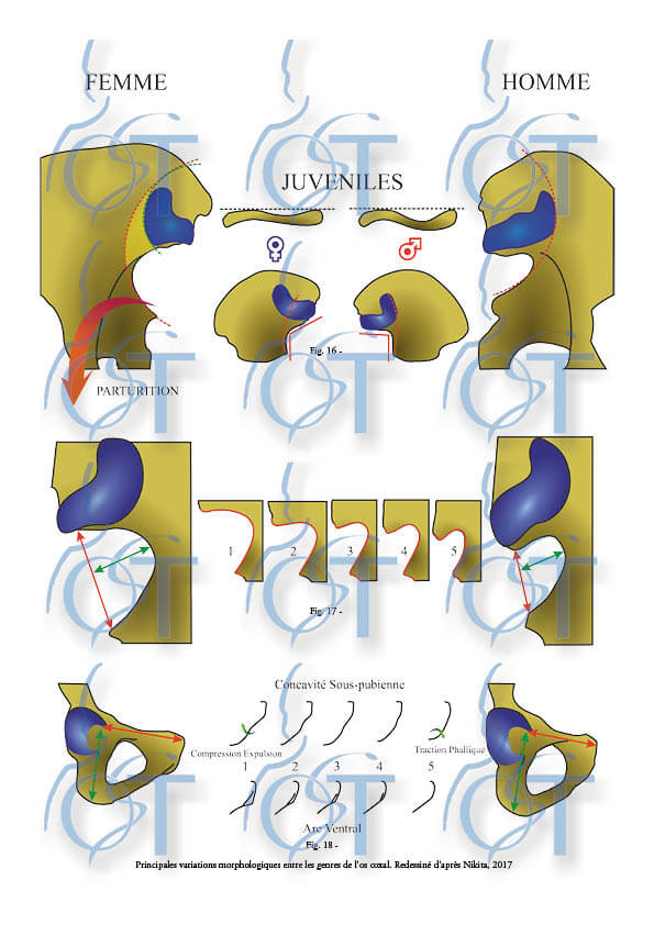 Le pelvis118