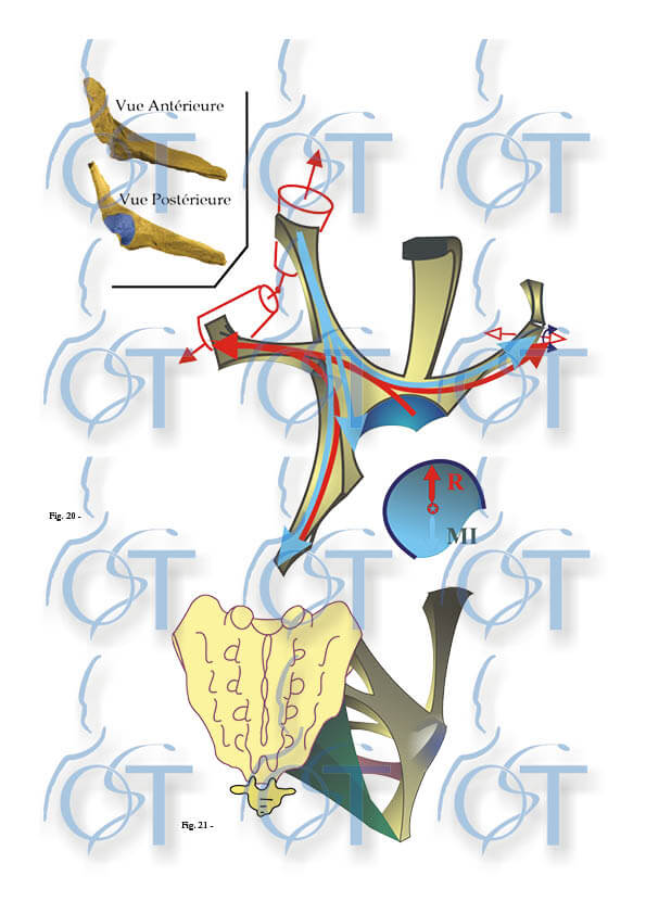 Le pelvis122