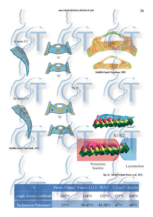 Le pelvis124