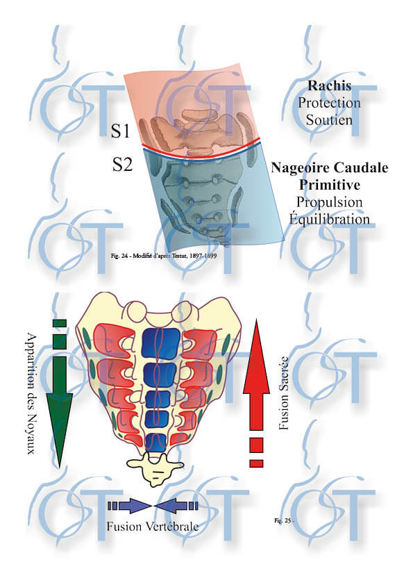 Le pelvis126