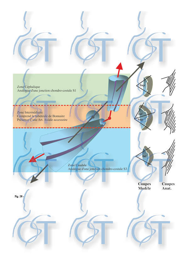 Le pelvis130