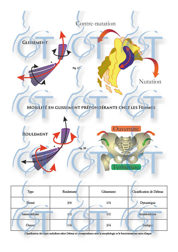 Le pelvis138