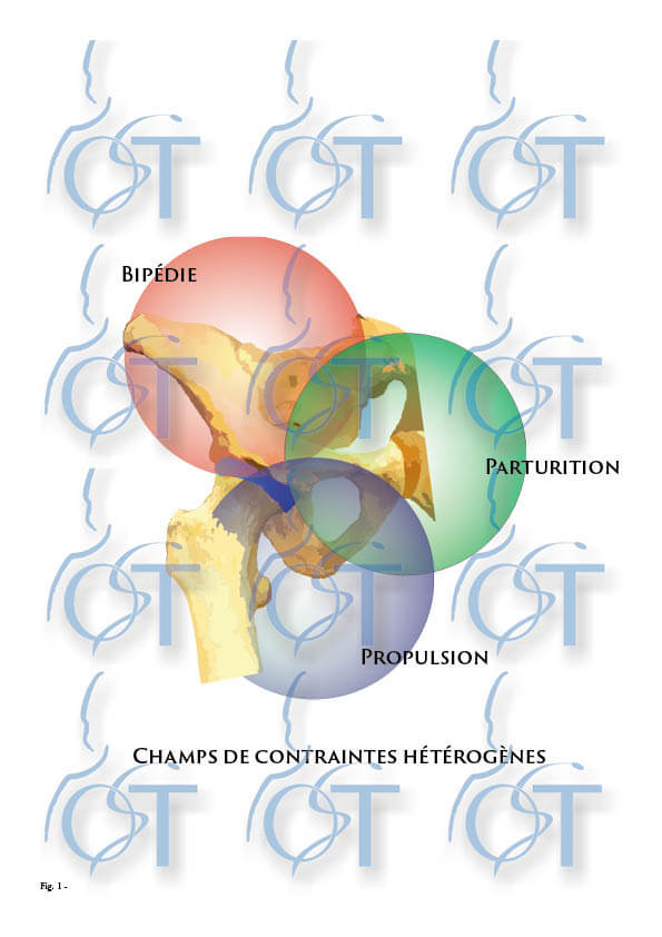 Le pelvis14