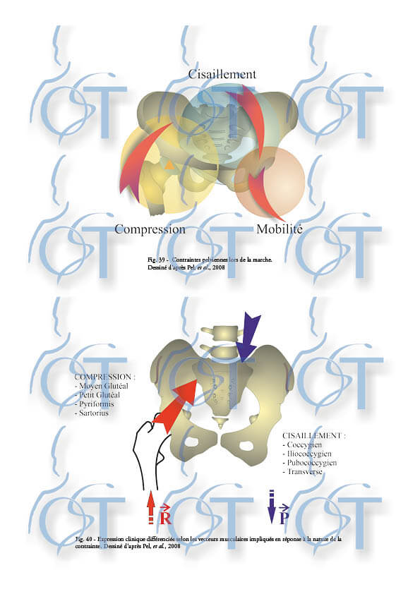 Le pelvis140