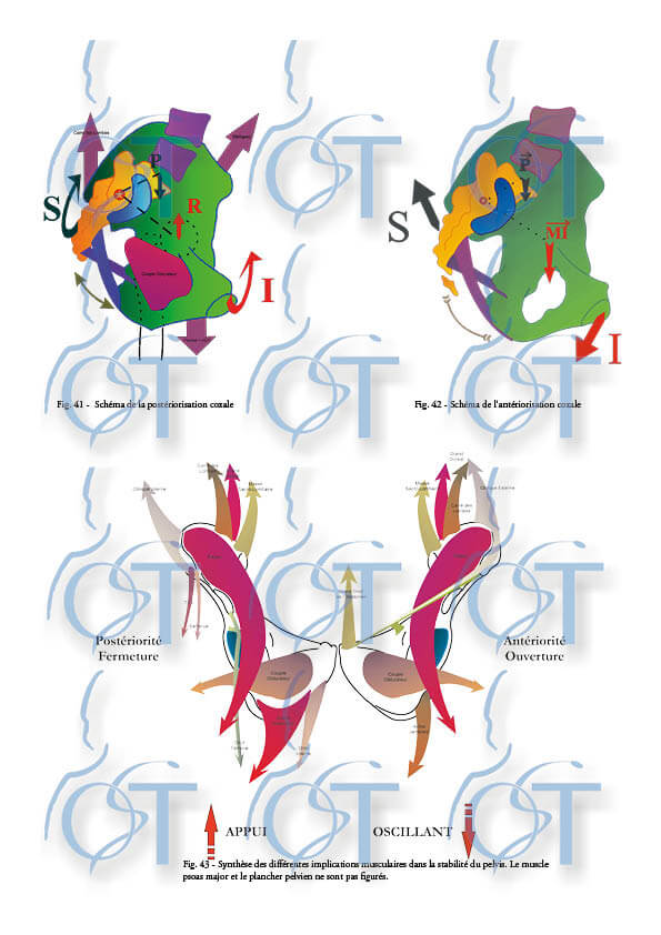 Le pelvis142