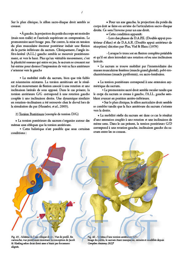 Le pelvis145