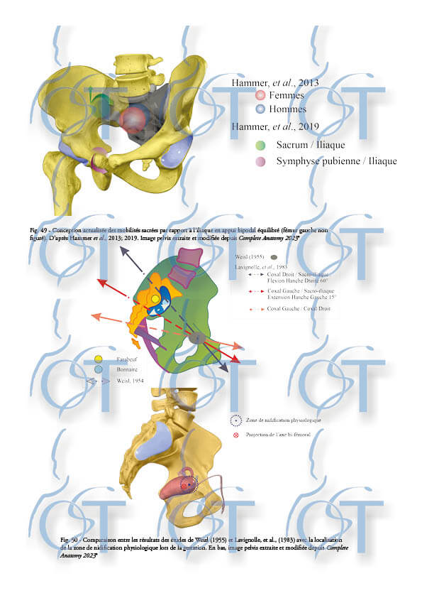 Le pelvis148