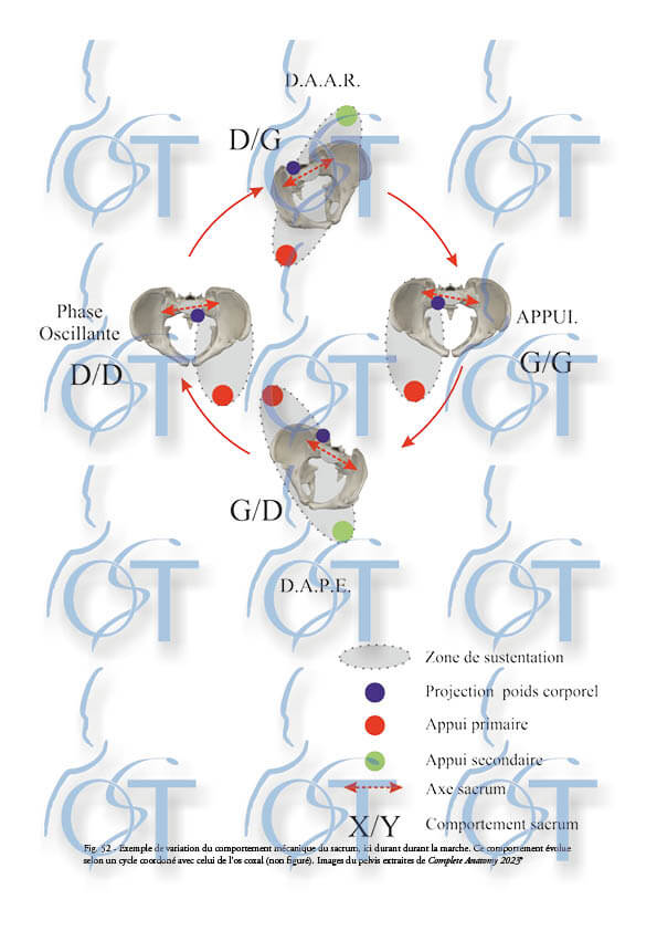 Le pelvis152