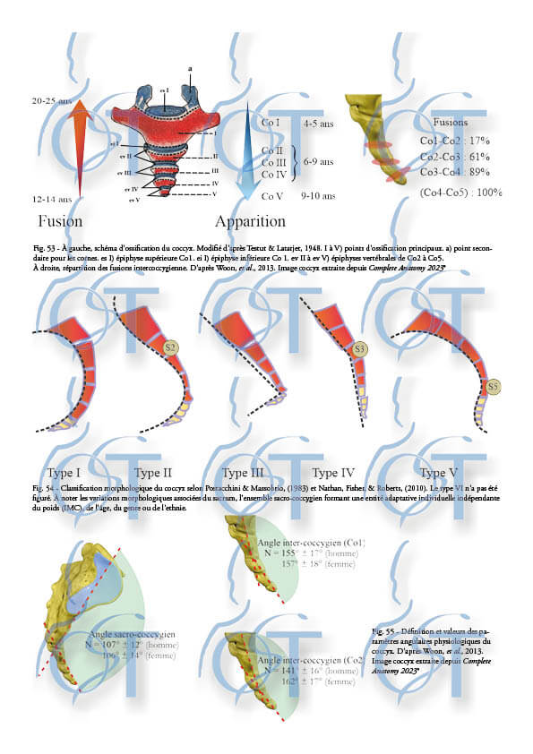 Le pelvis154