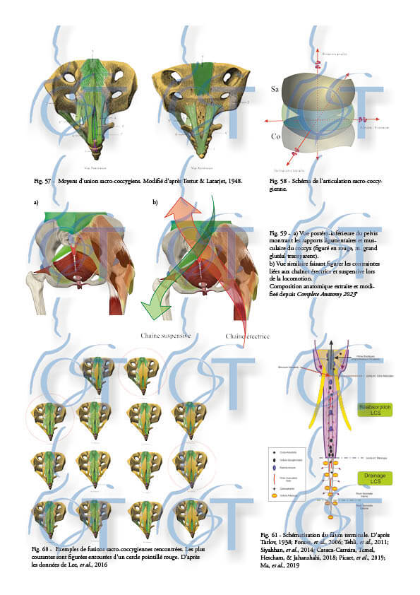 Le pelvis156