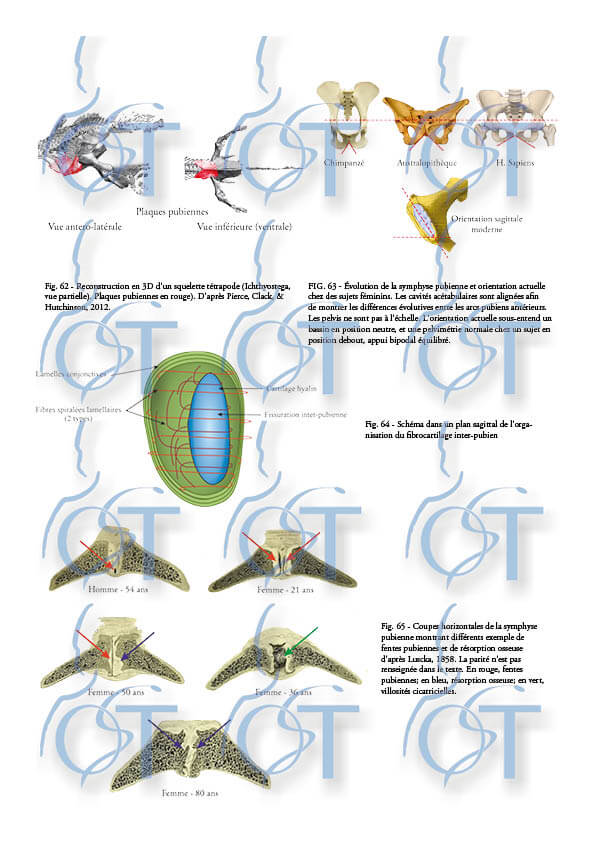 Le pelvis158