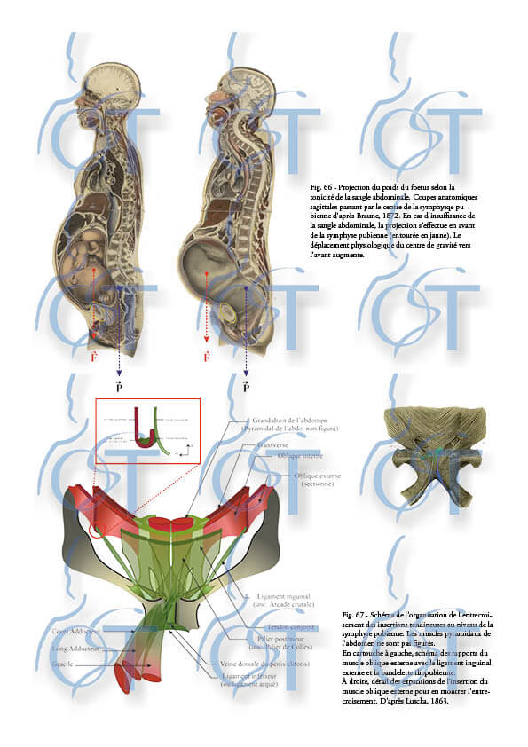 Le pelvis160