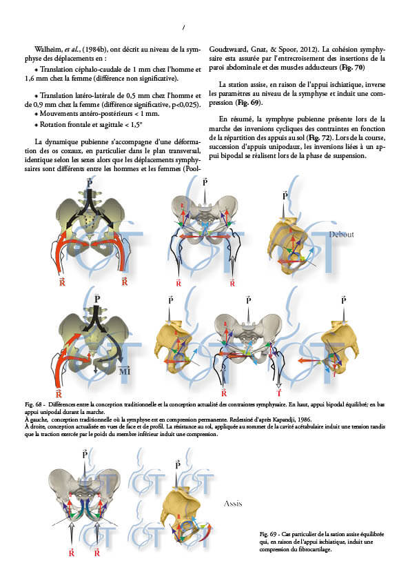 Le pelvis161