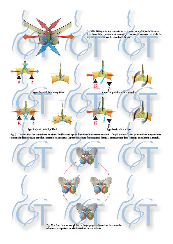 Le pelvis162