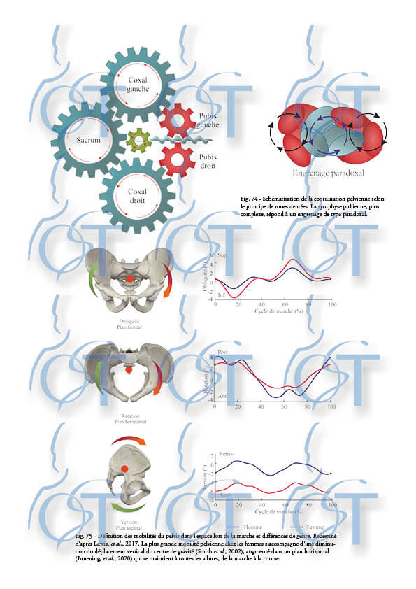 Le pelvis164