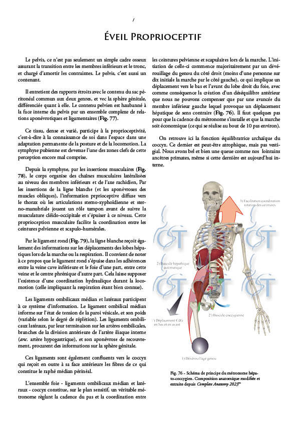 Le pelvis165