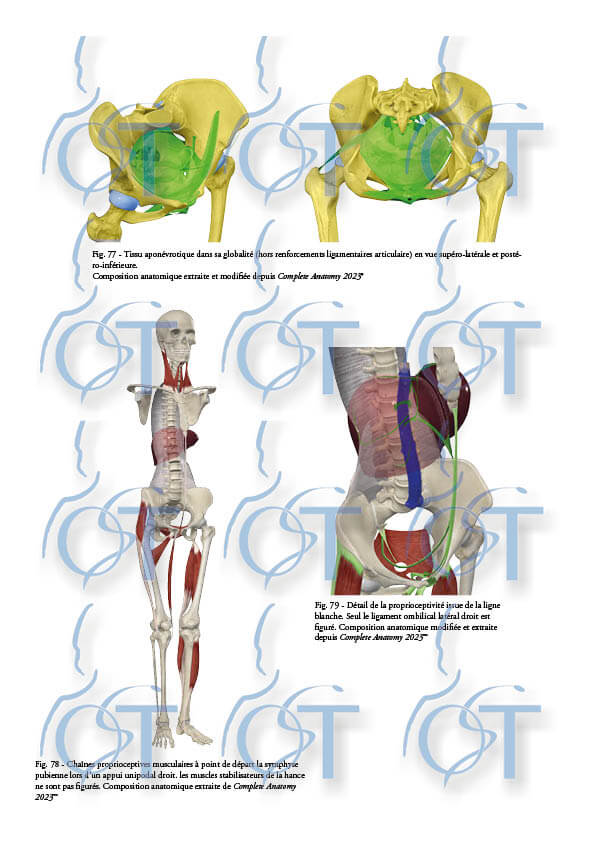 Le pelvis166