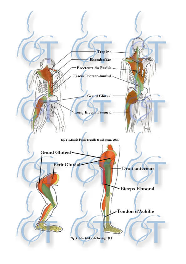 adaptation membre inf12