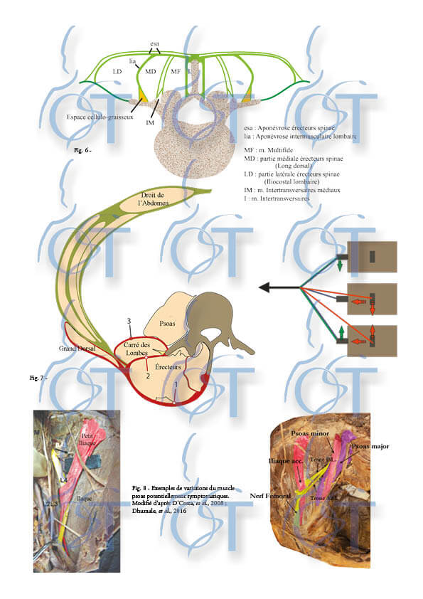 adaptation membre inf14