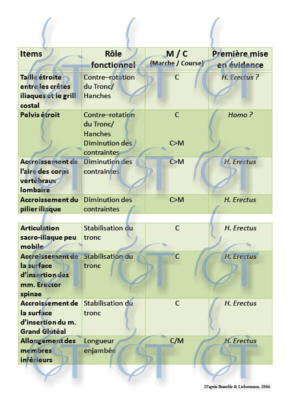 adaptation membre inf8