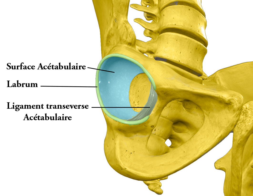Le Membre Inférieur (ou Pelvien) - TENENHAUS Jean-Marc Ostéopathe D.O.